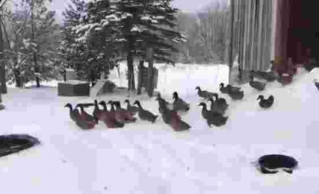 Karlı Havada Dışarı Çıkmanın Büyük Bir Hata Olduğunu Fark Eden Ördek Sürüsünün Efsane Görüntüleri!