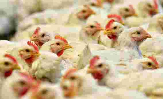 Salgının Diğer Yüzü: ABD’de Satılamayan Domuzlar İğne ile Öldürülüyor, Tavukların Kümesine Karbondioksit Veriliyor