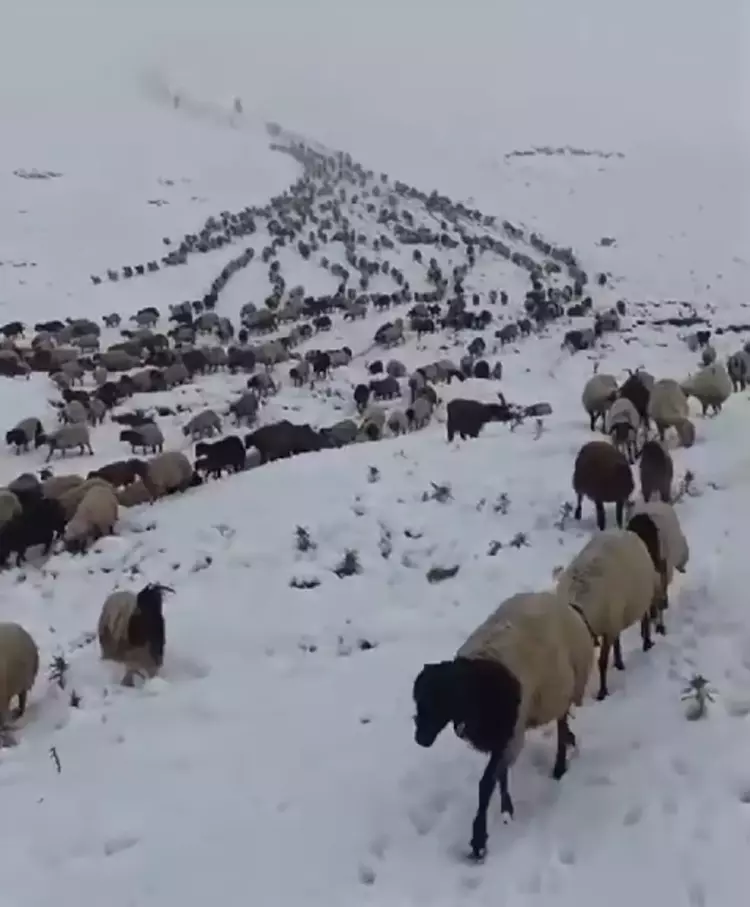 Başkale'de Karla Mücadele: Sualtı Mahallesi'nde Ulaşım Zorlukları