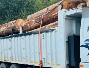 Bolu’da Kaçak Ağaç Kesimi Skandalı