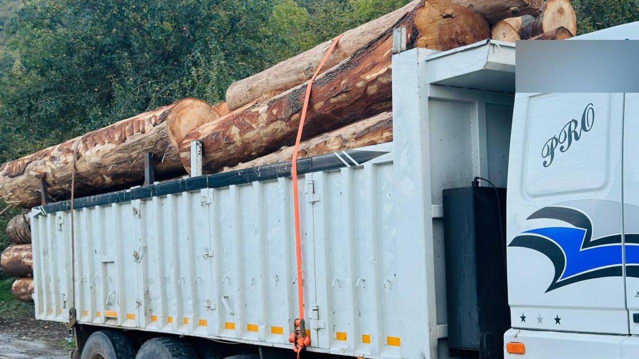 Bolu’da Kaçak Ağaç Kesimi Skandalı