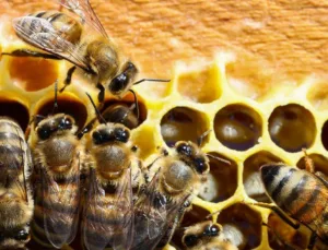 Bombus Arılarının Kış Uykusu ve Kirli Toprak Tercihi