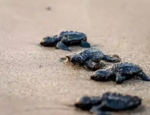 Caretta Caretta’ların Uzun Yolculuğu ve Koruma Çabaları