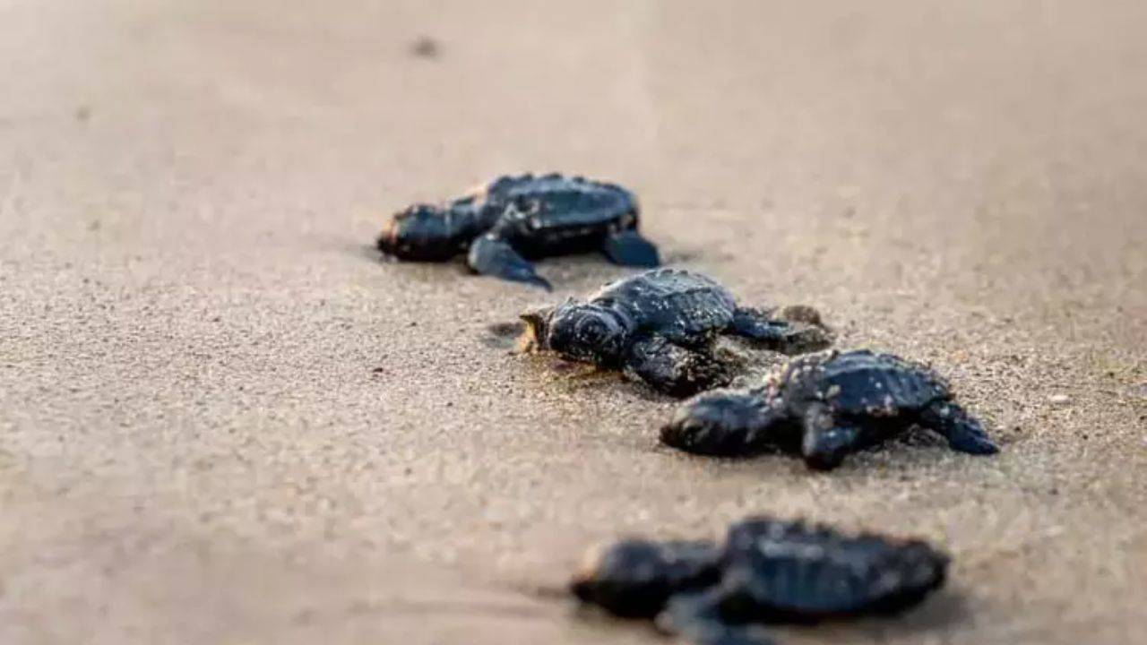 Caretta Caretta’ların Uzun Yolculuğu ve Koruma Çabaları