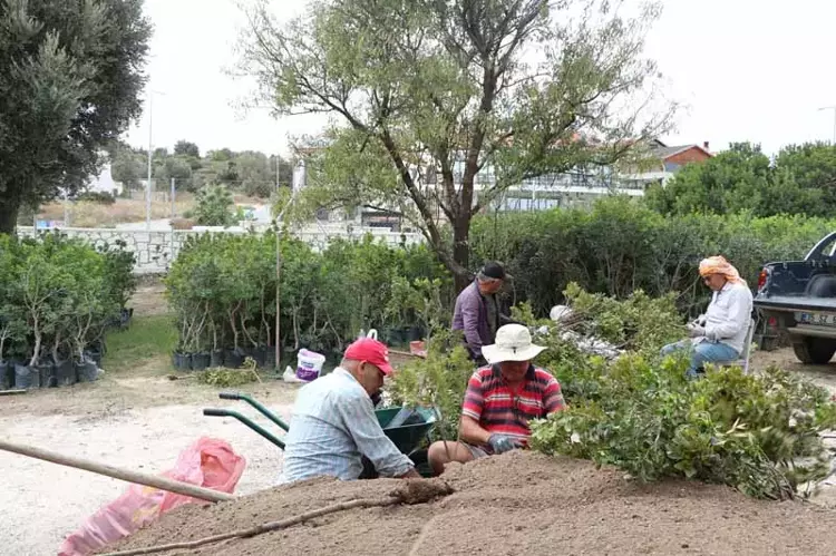 Çeşme’de Sakız Ağacı Üretimi ve Hedefler