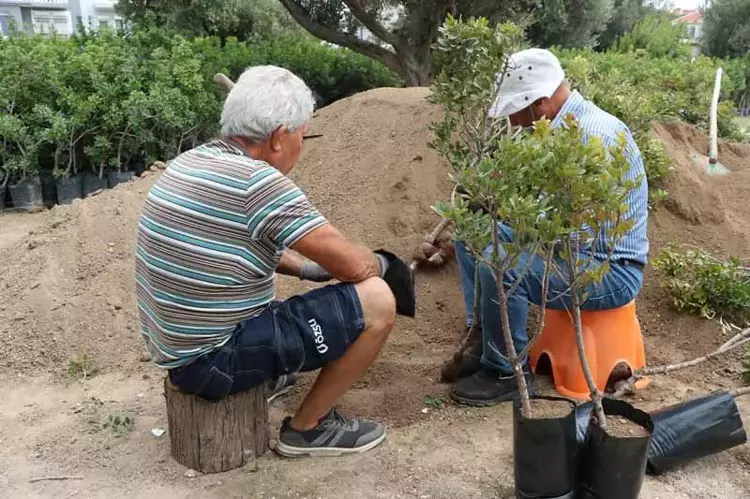 Çeşme’de Sakız Ağacı Üretimi ve Hedefler