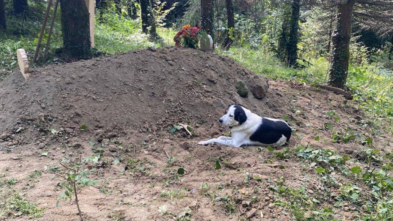 Devrim Kaynar’ın Trajik Trafik Kazası ve Sadık Köpeği Teo