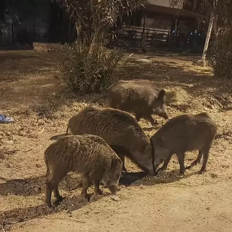 Didim'de Yaban Domuzları Yerleşim Alanlarına İndi