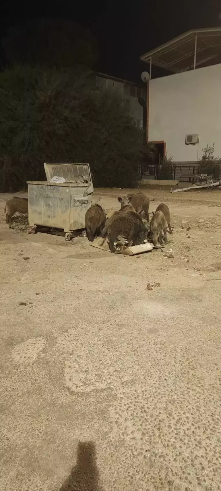 Didim'de Yaban Domuzlarının Yerleşim Alanlarına İnişi