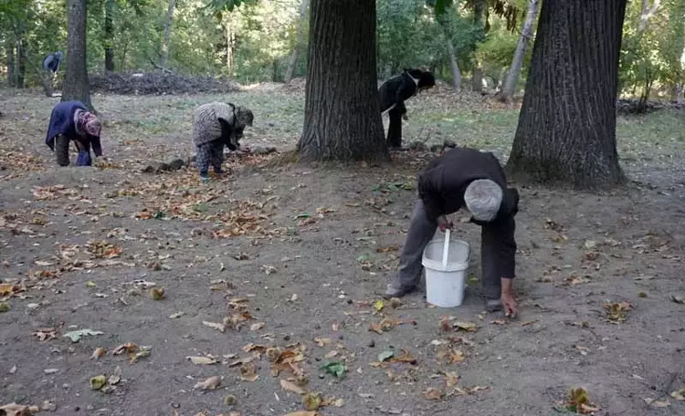 Kestanelerin Doğal Tüketimi ve Ticari Değeri