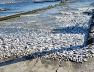 İzmir Körfezi’ndeki Kirlilik Sorunu ve Sediment Yapısı