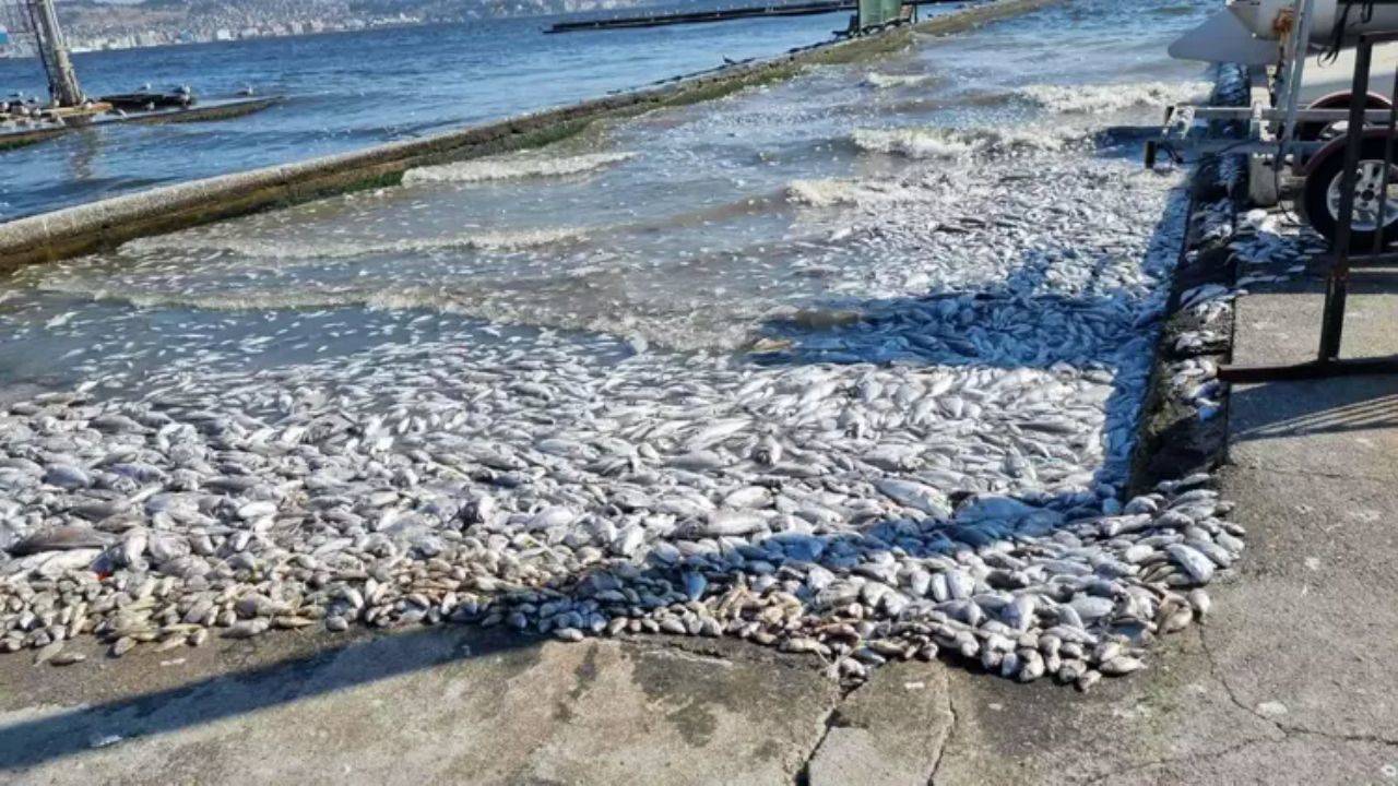 İzmir Körfezi’ndeki Kirlilik Sorunu ve Sediment Yapısı