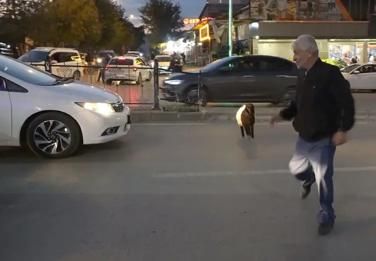 Muş'ta Eşsiz Bir Dostluk: Maşallah Aslan ve Kuzusu Fulya