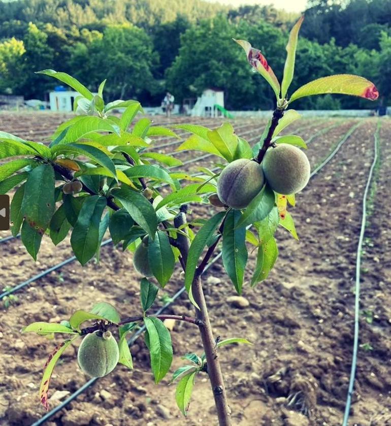 Ünlülerin Doğaya Dönüşü: Zeytin Hasadından Organik Tarıma