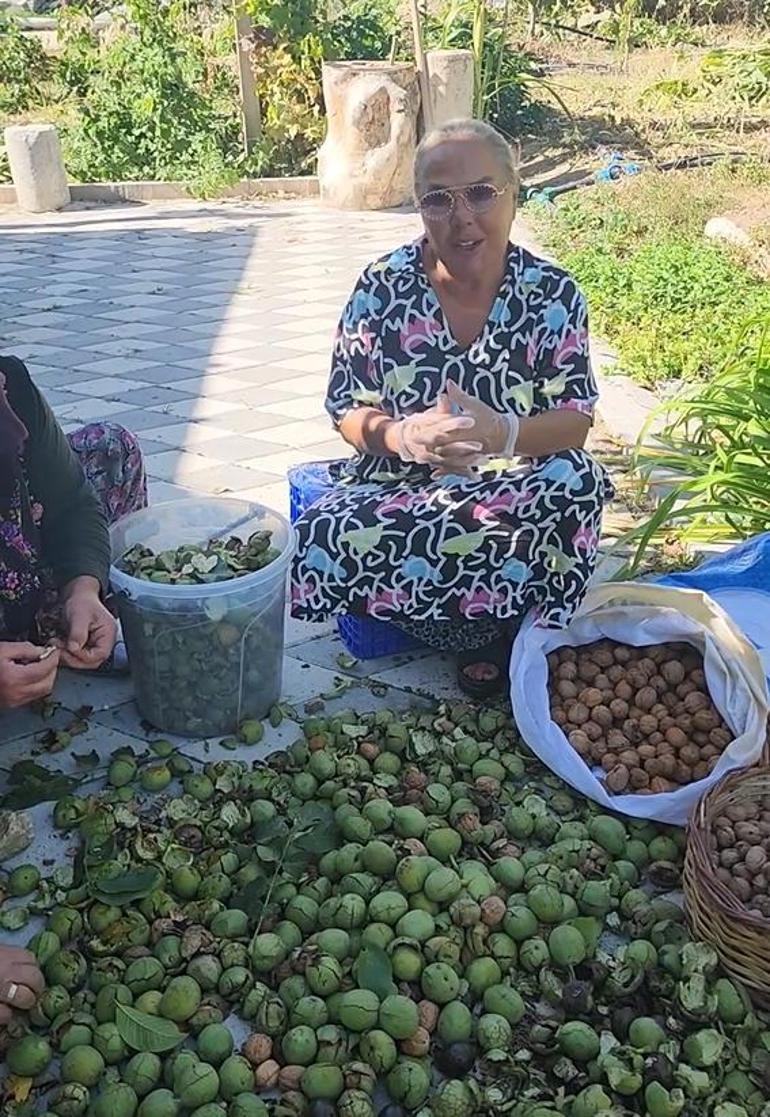 Ceviz Hasadı Başladı