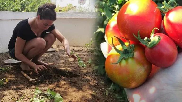 Ünlülerin Doğaya Dönüşü: Zeytin Hasadından Organik Tarıma