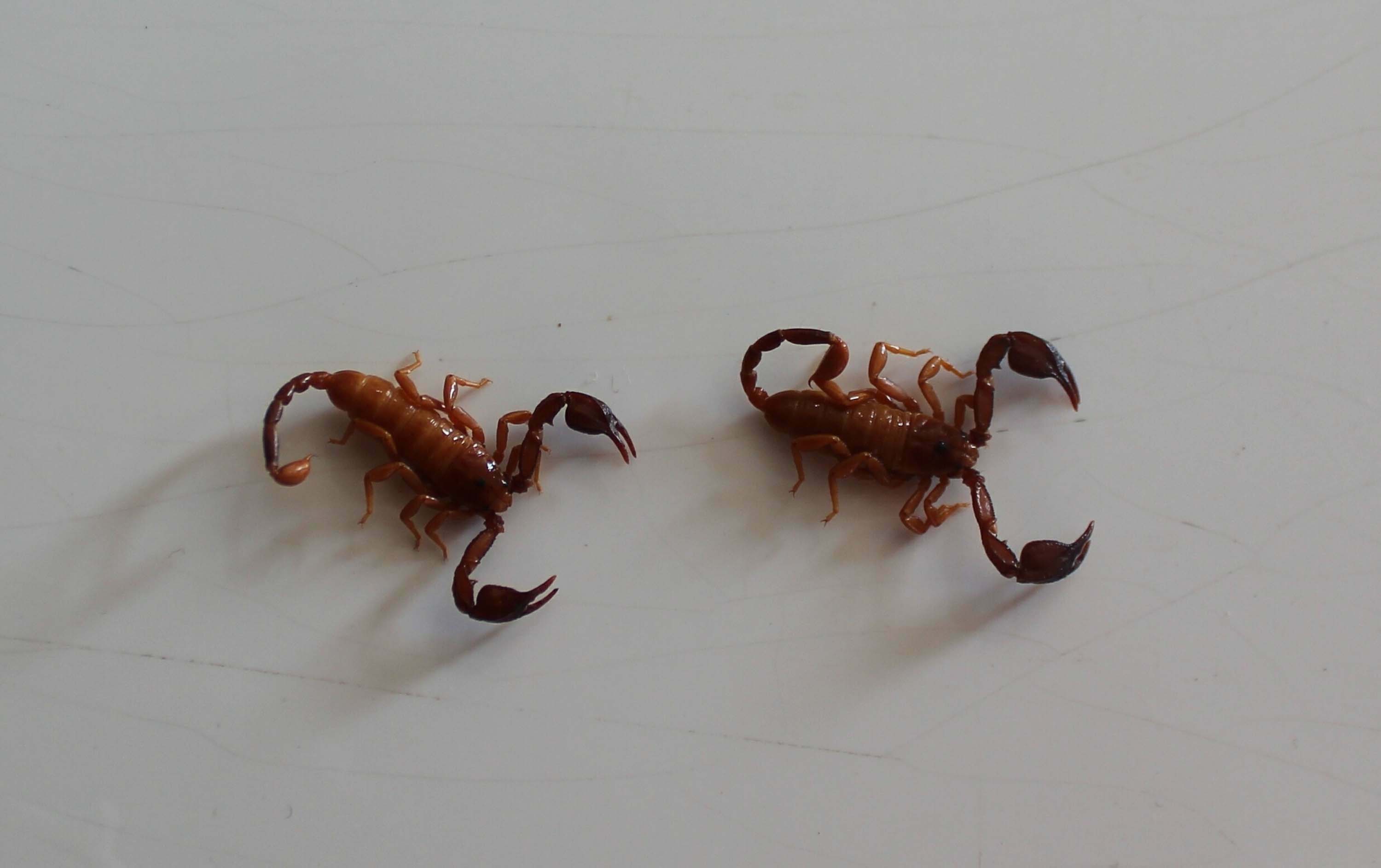 Yeni Akrep Türü Keşfi: Euscorpius gulhanimae