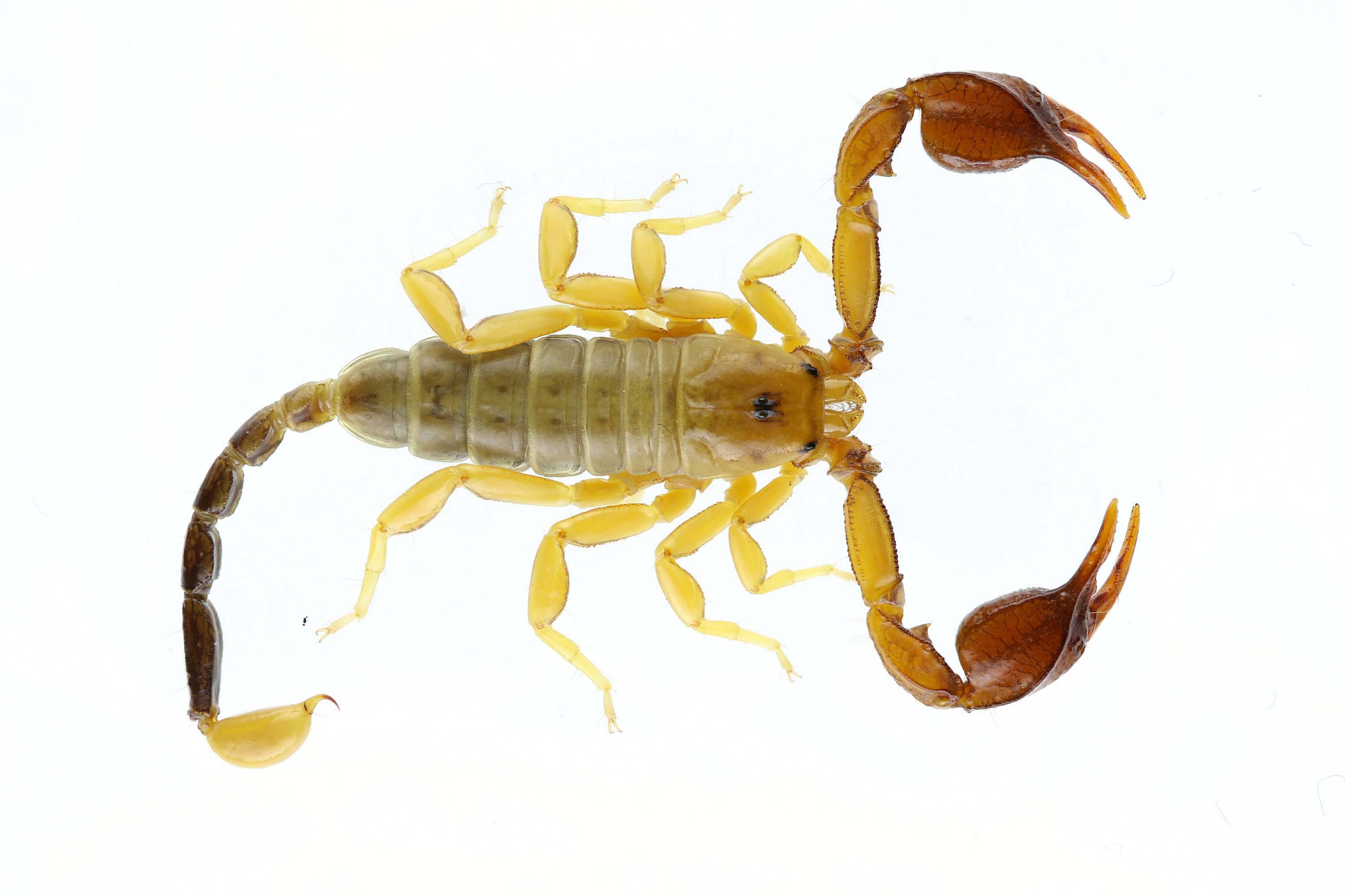 Yeni Akrep Türü Euscorpius gulhanimae'nin Keşfi