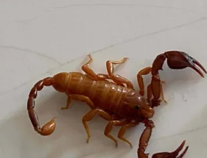 Yeni Akrep Türü Euscorpius gulhanimae’nin Keşfi