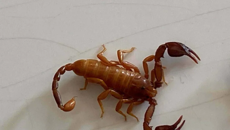 Yeni Akrep Türü Euscorpius gulhanimae’nin Keşfi