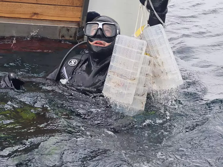 ÇOMÜ ve Gelibolu Tarihi Alan Başkanlığı'ndan HMS Majestic İçin İstakoz Projesi