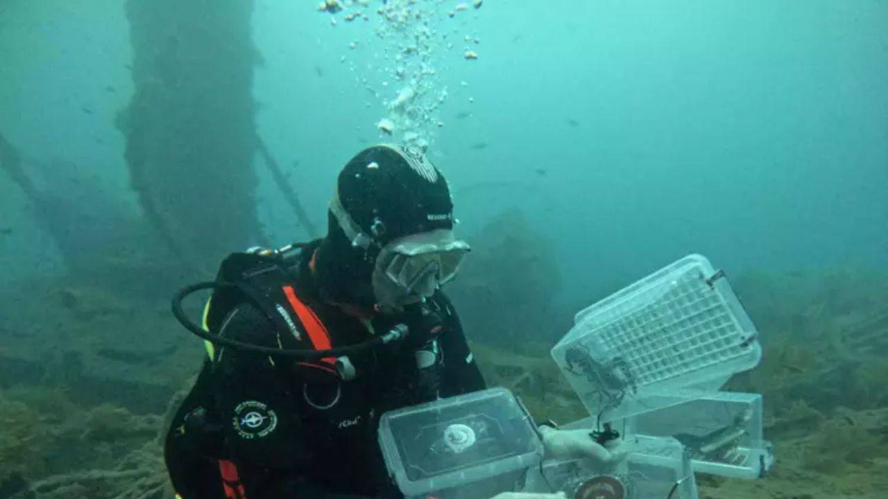 ÇOMÜ ve Gelibolu Tarihi Alan Başkanlığı’ndan HMS Majestic İçin İstakoz Projesi