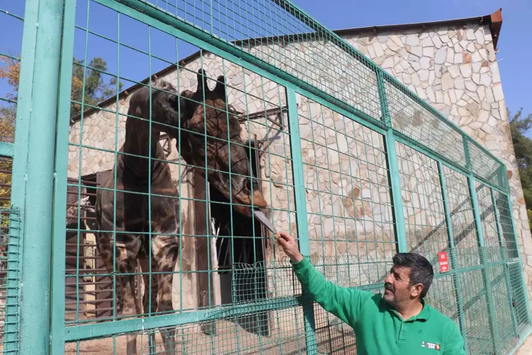 Gaziantep Hayvanat Bahçesi Kış Hazırlıklarına Başladı