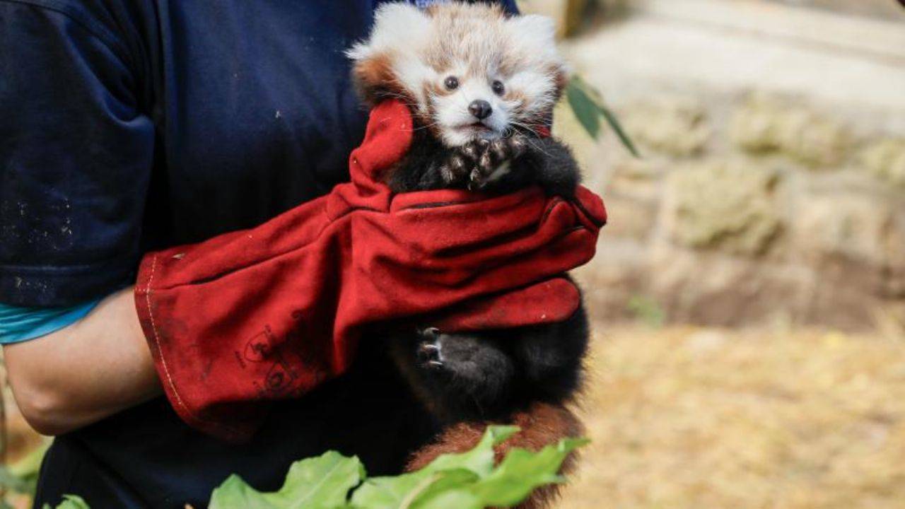 İskoçya’da Kırmızı Panda Yavrusunun Havai Fişeklerden Ölümü