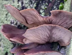 İstiridye Mantarı: Sağlık ve Lezzetin Mükemmel Buluşması