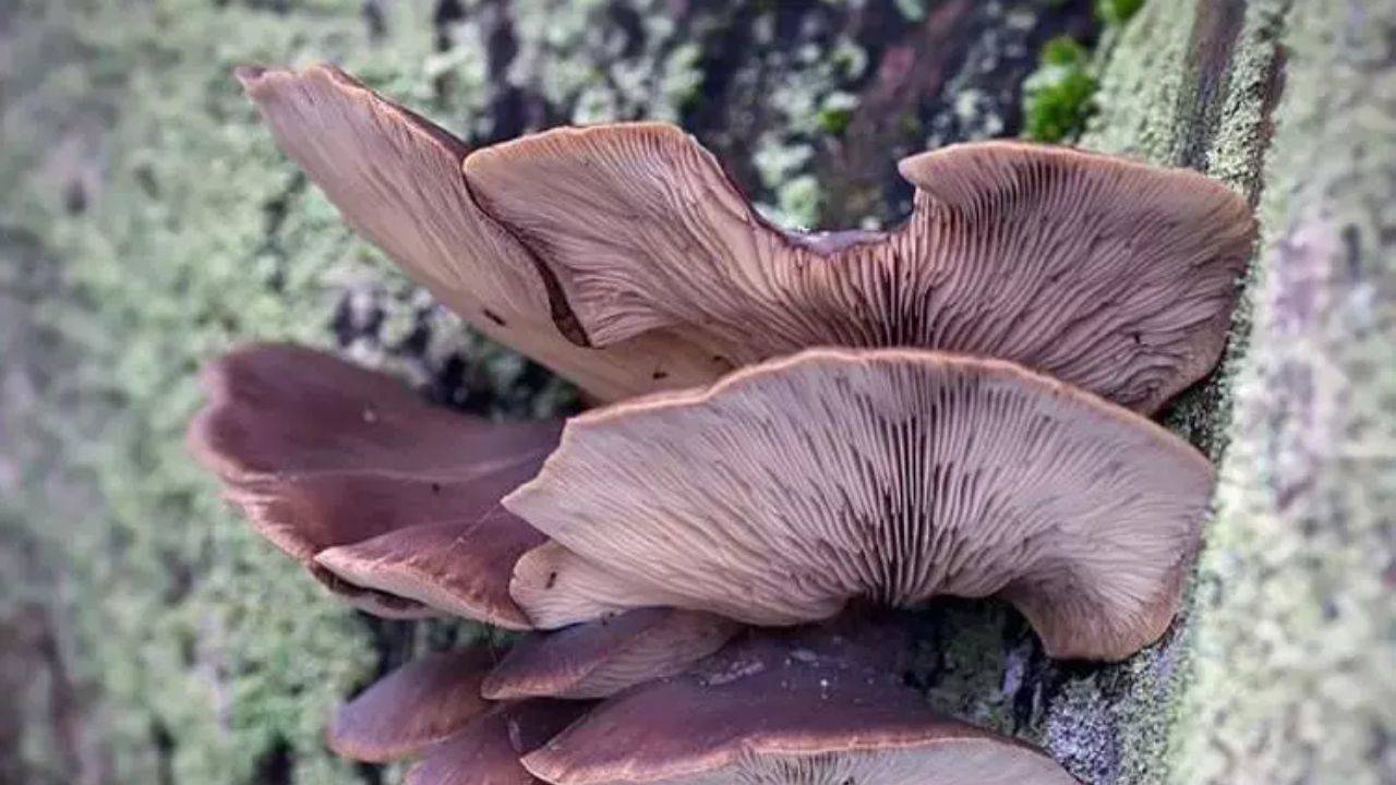 İstiridye Mantarı: Sağlık ve Lezzetin Mükemmel Buluşması