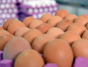 Kuş Gribi Vakaları ve Türkiye’deki Önlemler