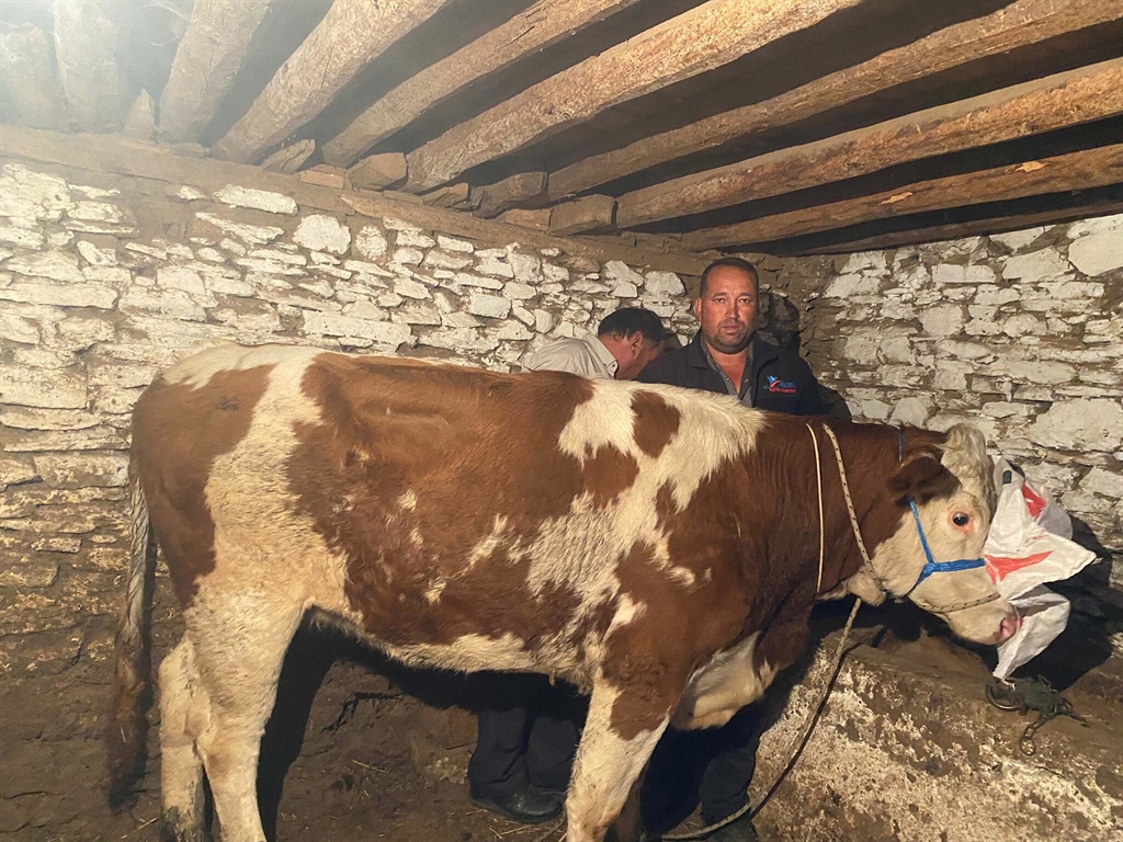 Manisa'da Kayıp İnek Seferberliği