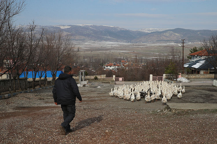 Aydoğan'ın Kaz Yetiştiriciliği Başarısı