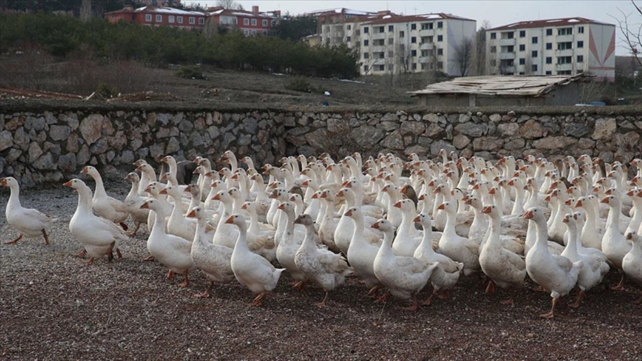 Aydoğan’ın Kaz Yetiştiriciliği ile Başarı Hikayesi