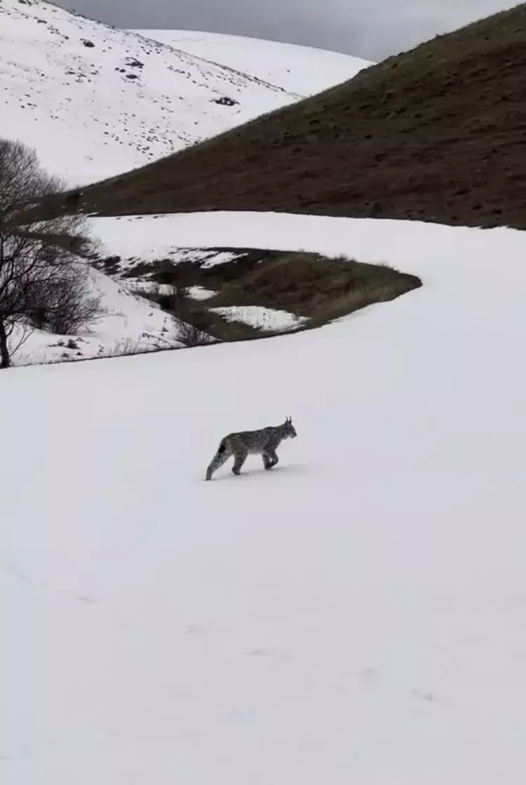 Yol Kenarında Vaşaklar