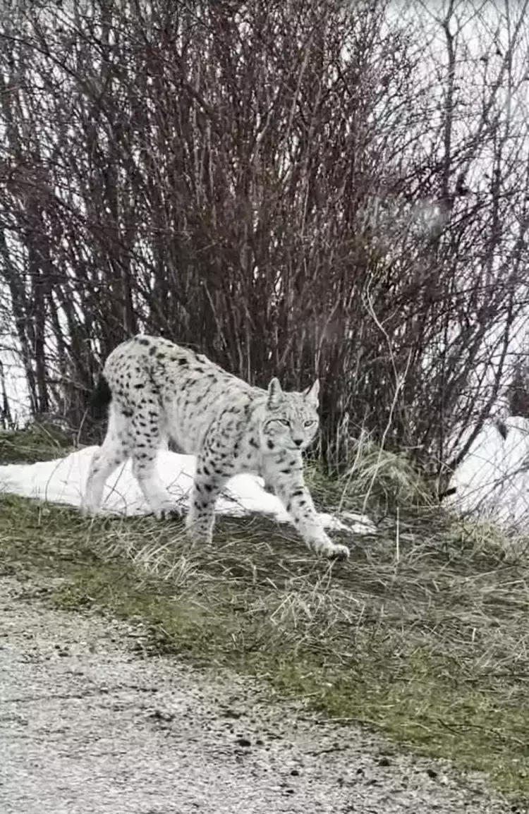 Sosyal Medyada Büyük İlgi