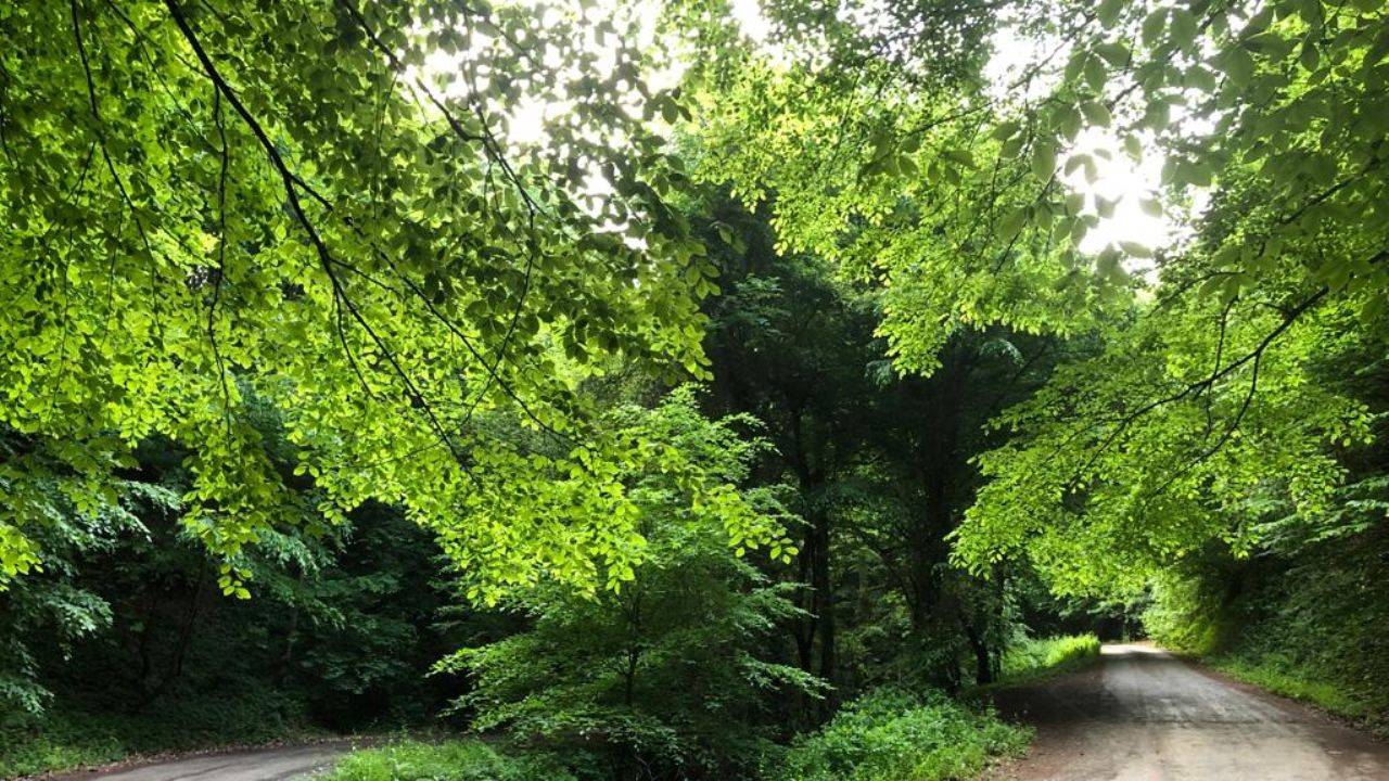 Belgrad Ormanı İmar İddialarına Yanıt