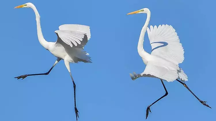 Çanakkale'de Cenk Polat'ın Yaban Hayatı Fotoğrafçılığı Başarısı