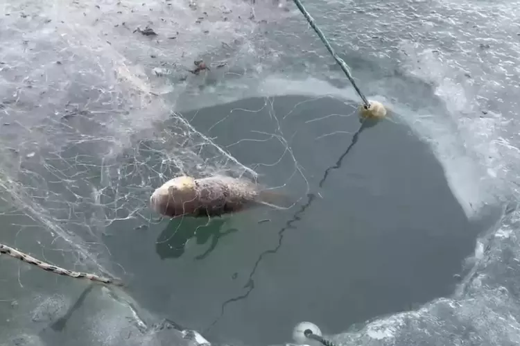 Kars'ın Arpaçay İlçesinde Buz Üstünde Balık Avı