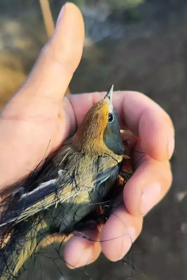 Avcılık Yasağına Rağmen Milyonlarca Kuş Yok Oluyor