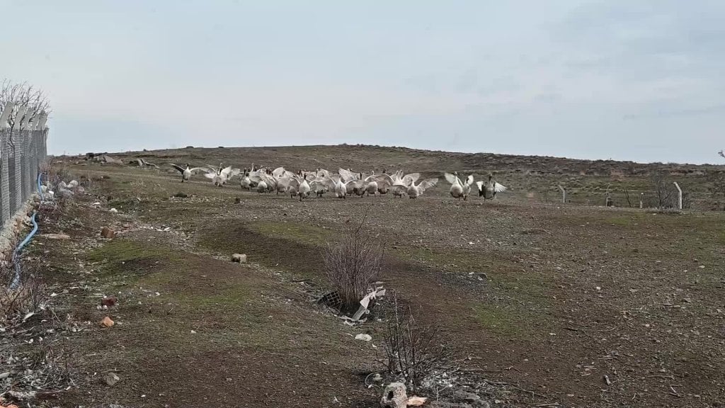 Yozgat'ta Kanatlı Hayvan Yetiştiriciliği Zor Günlerden Geçiyor