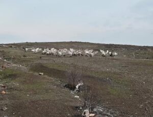 Yozgat’ta Kanatlı Hayvan Yetiştiriciliği Zorlu Süreçten Geçiyor