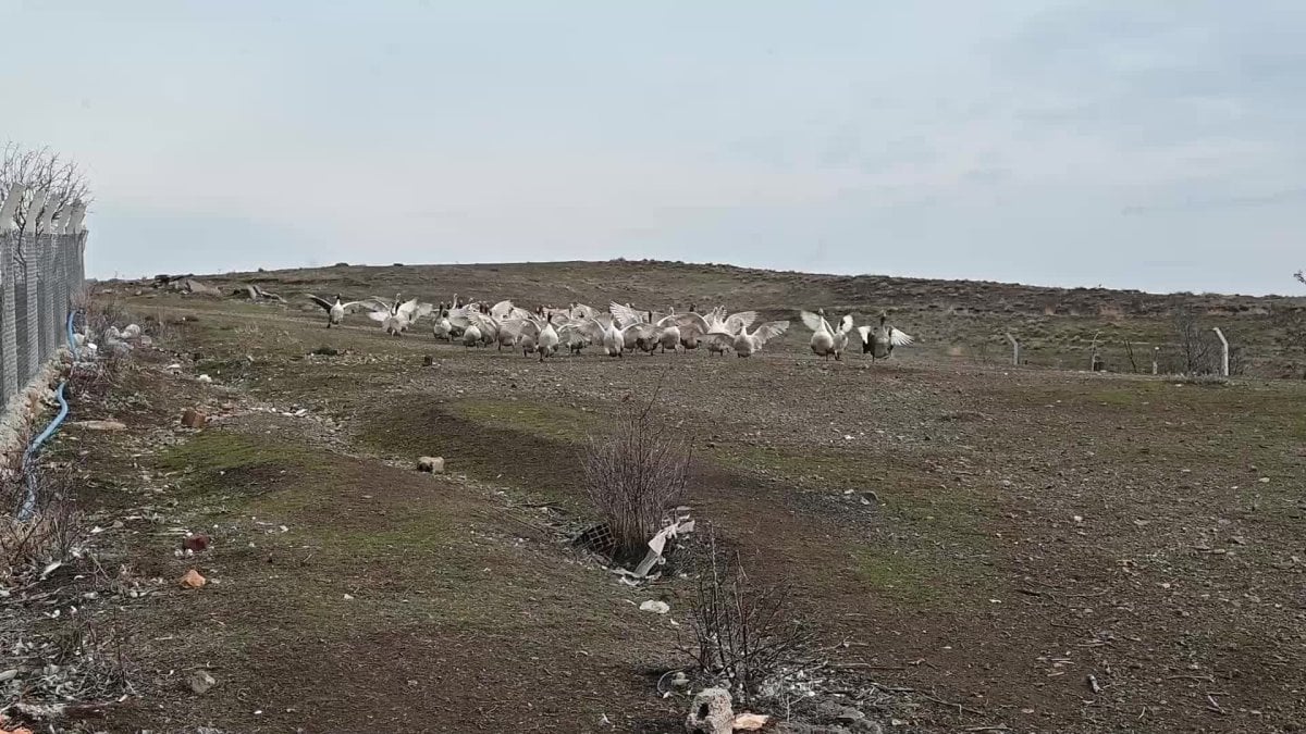 Yozgat’ta Kanatlı Hayvan Yetiştiriciliği Zorlu Süreçten Geçiyor