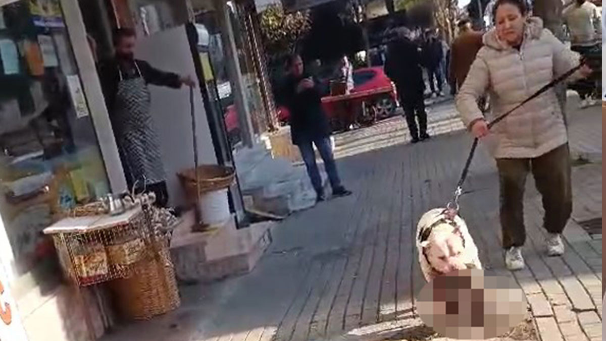 Avcılar’da Pitbull Köpeğin Sokak Kedisini Öldürmesi Sonrası Gözaltı