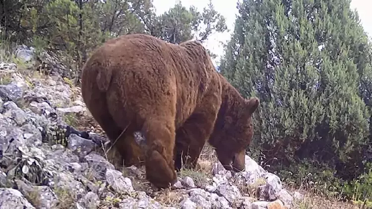 Bursa Keles'te Yaban Hayatı İzleme Çalışmaları