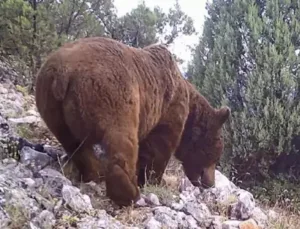 Bursa Keles’te Yaban Hayatı İzleme Çalışmaları