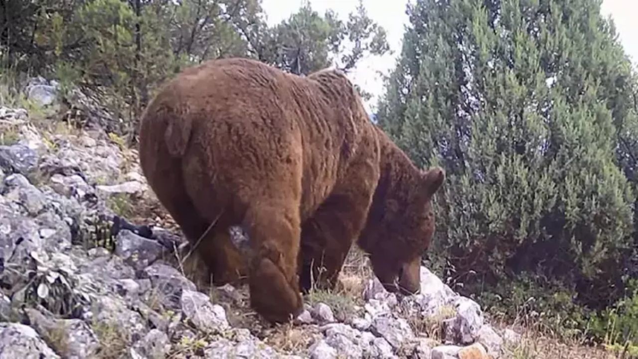 Bursa Keles’te Yaban Hayatı İzleme Çalışmaları