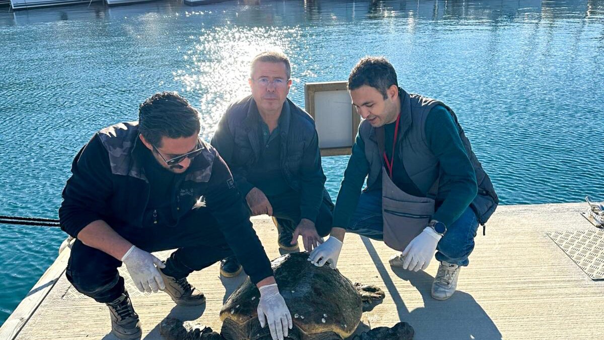 Datça’da Yaralı Caretta Caretta Bulundu