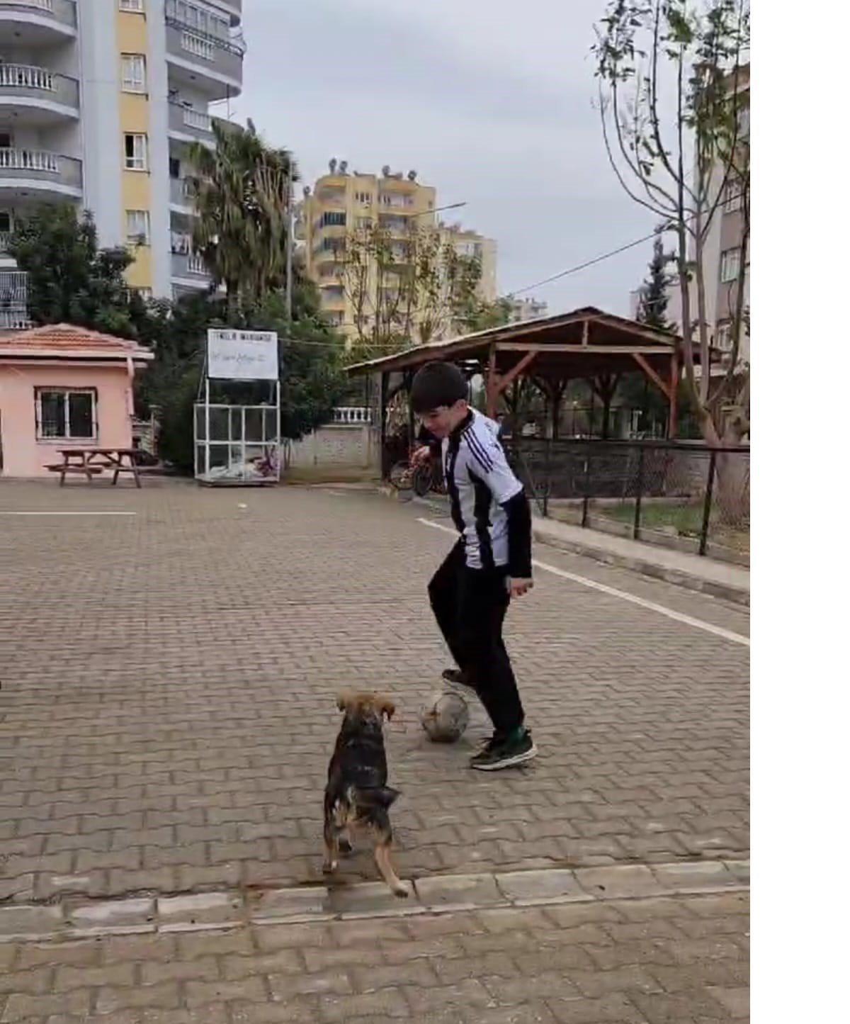 Futbol Oynayan Sevimli Köpek Öğrencilerin Gözdesi Oldu