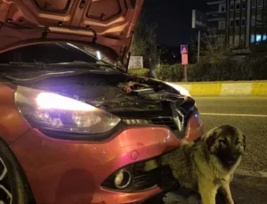 Gece Saatlerinde Köpeğe Çarpan Araç Kazası